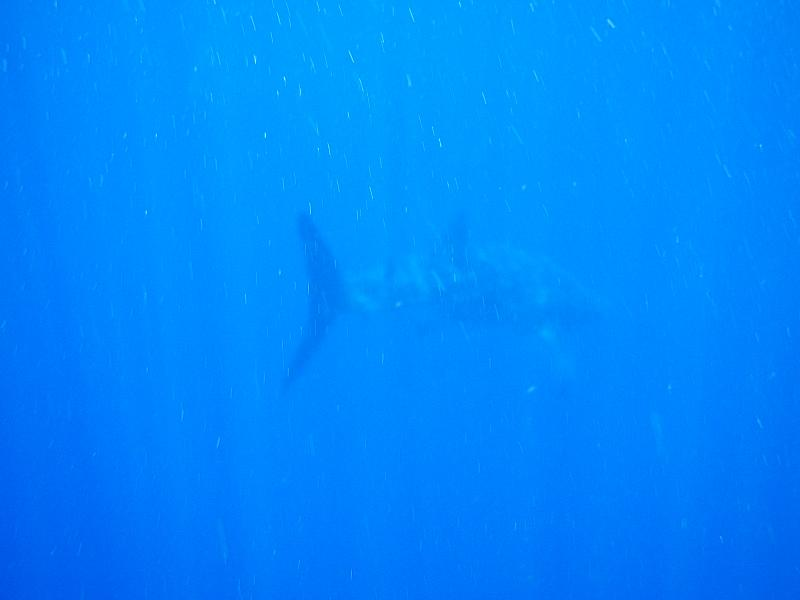Illustration for article titled Review: Pentax W60 Waterproof Camera Catching Whale Sharks